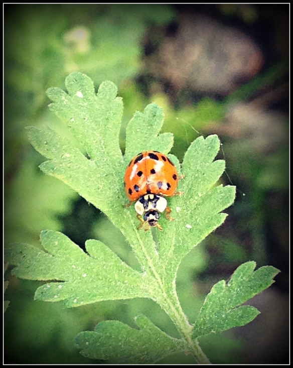 ladybug2